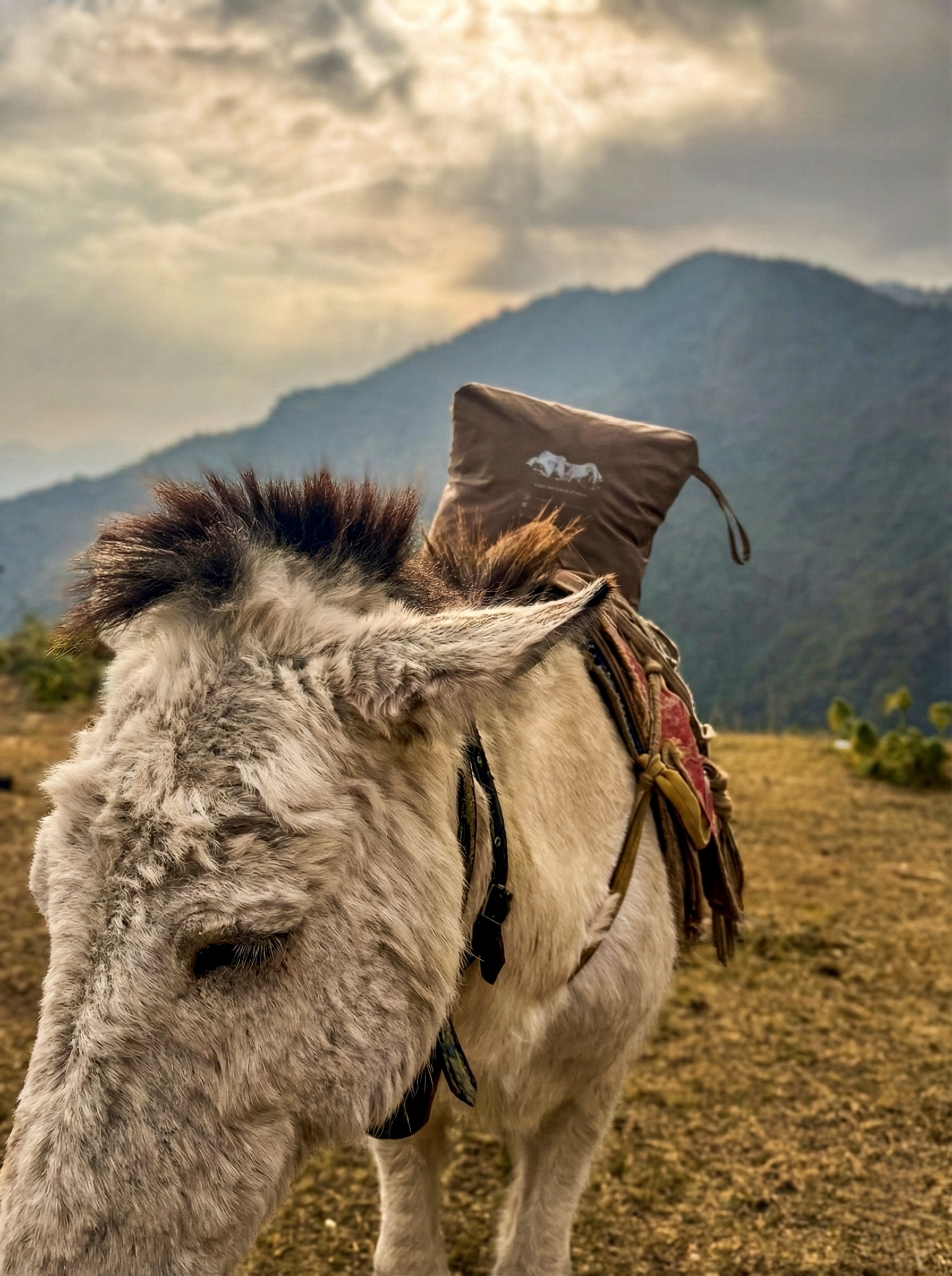Rooted in Solukhumbu
